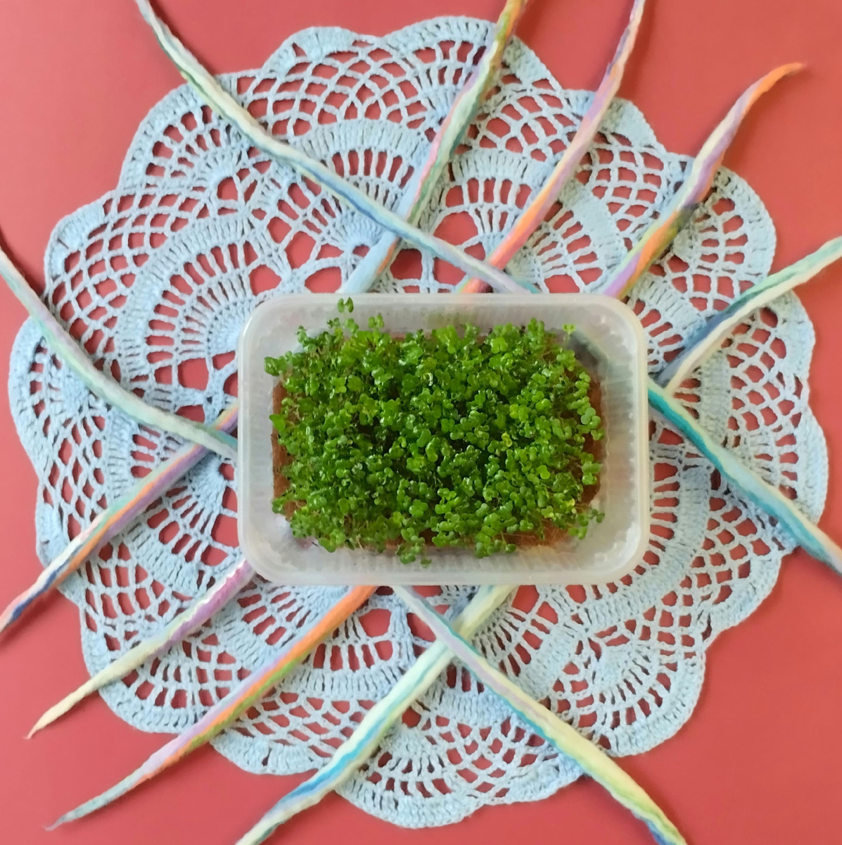 Микрозелень японского шпината комацуна.