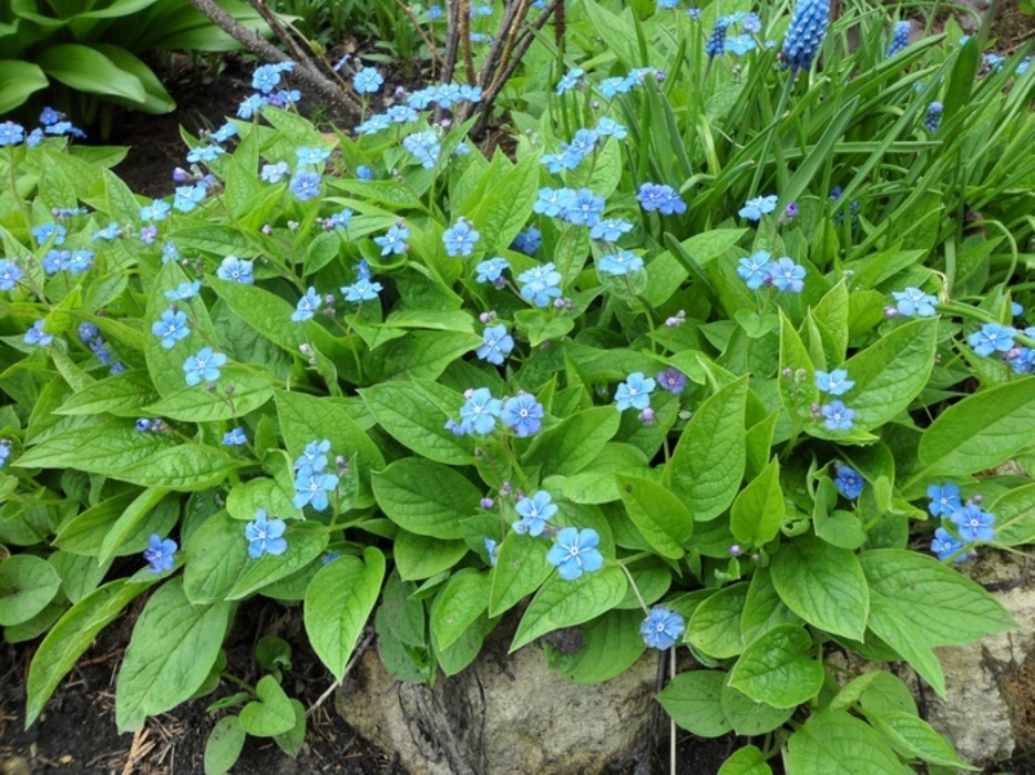 Фото из свободного источника