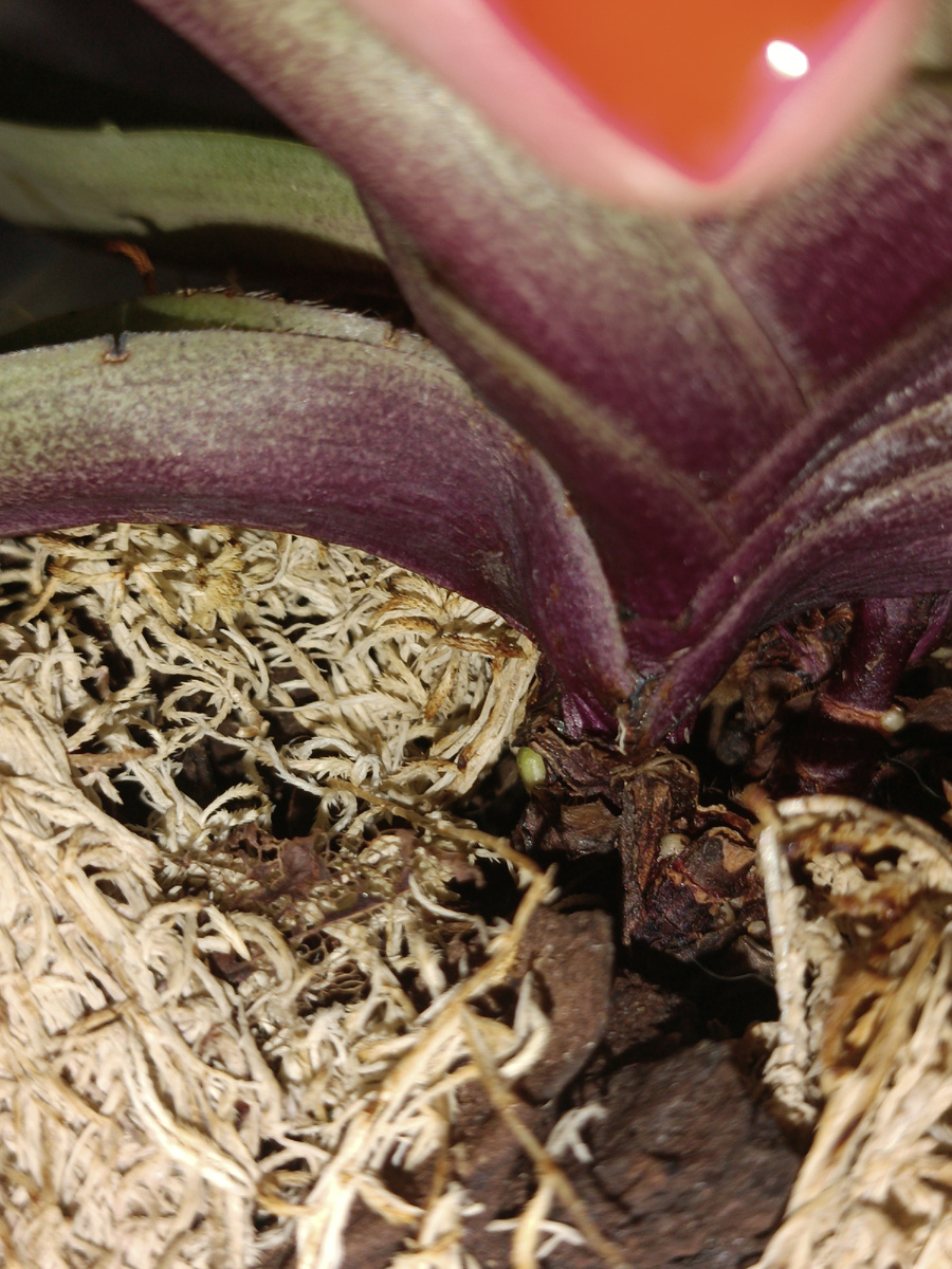 Пока не знаю что это за пипка, но время покажет 