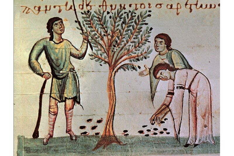 Оливковое дерево в древней Греции