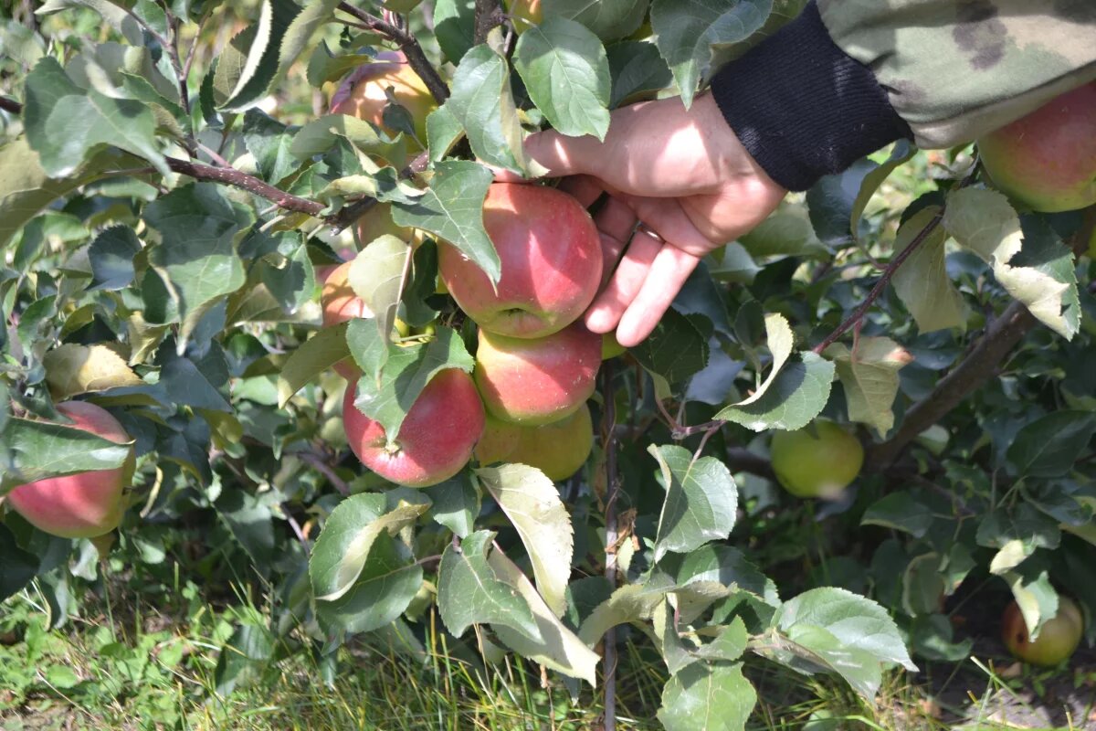    Сегодня наливающиеся плоды были целыми, а уже завтра вы видите на них загнивающие части.