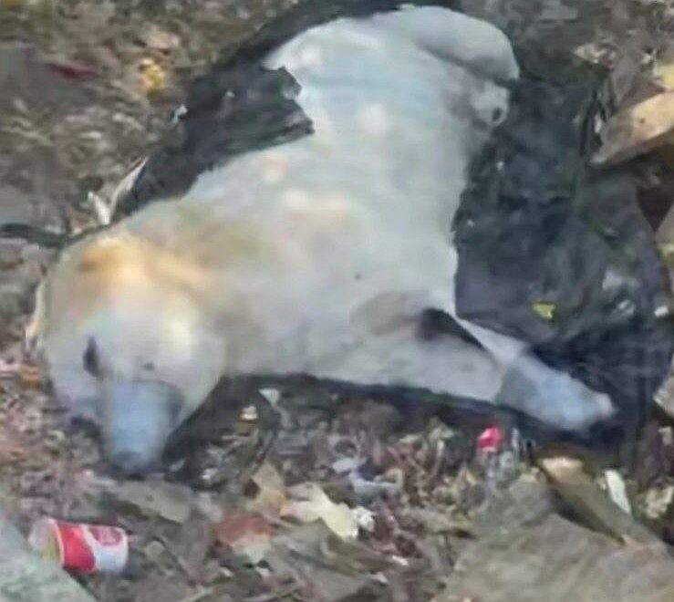    Фото: t.me/mvd_23