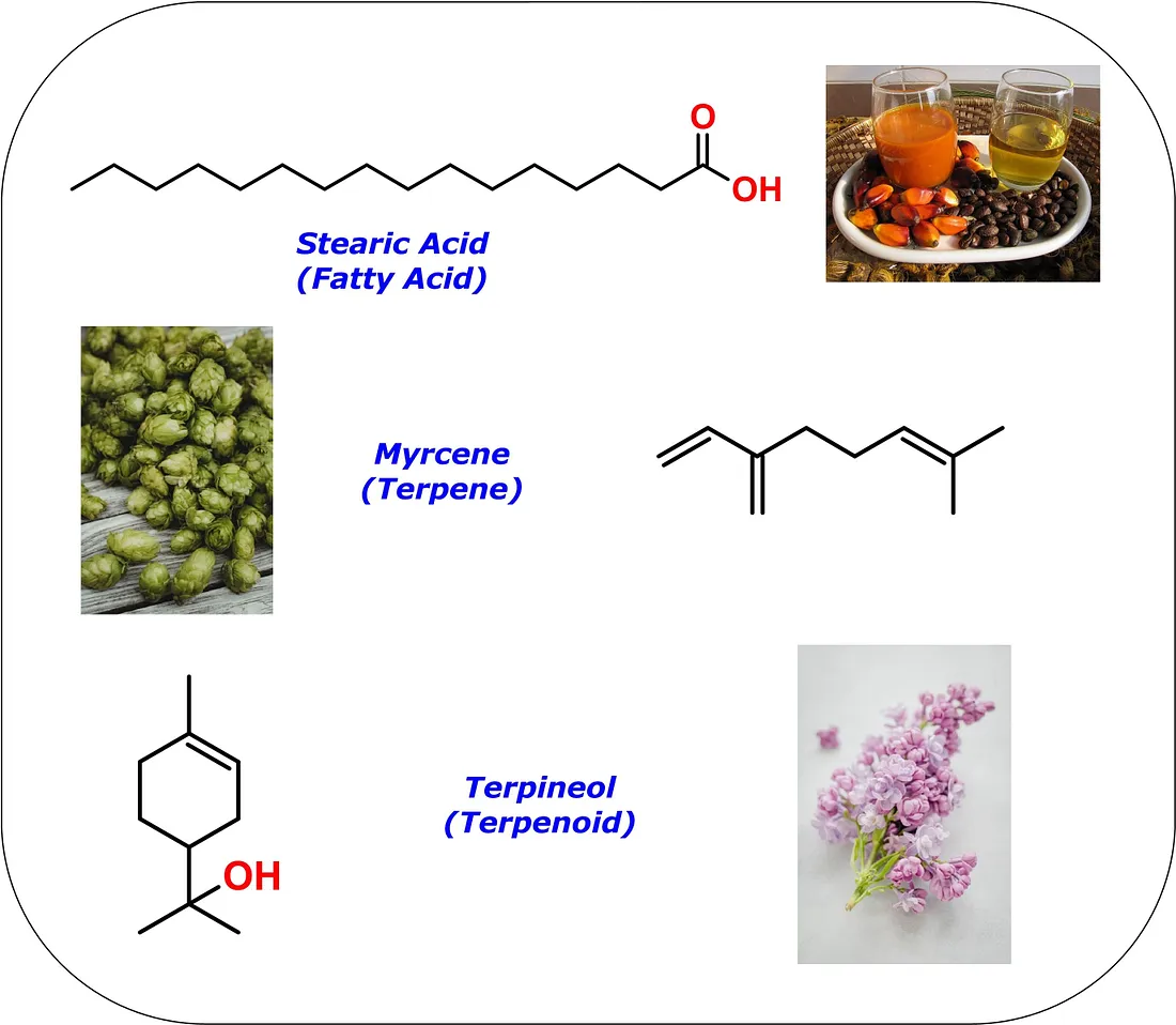 Примеры: стеариновая кислота — жирная кислота, обычно встречающаяся в животных и растительных жирах (например, в пальмовом масле); мирцен — терпен, содержащийся в хмеле; терпинеол — спирт, встречающийся в сирени и соснах.