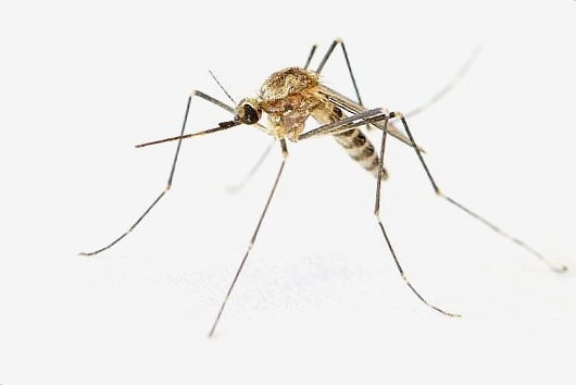 Тело комара состоит из головы, груди, брюшка. Жизненный цикл включает стадии: яйцо, личинка, куколка, имаго.Голова: На голове находятся фасеточные глаза, усики и хоботок из семи частей. Самцы не питаются кровью, их хоботок без колющих частей.Грудь: Состоит из трёх сегментов: среднегрудь с крыльями и мускулатурой, переднегрудь и заднегрудь слабо развиты. Каждый сегмент несёт пару ног, среднегрудь — крылья, заднегрудь — жужжальца. Дыхалец два: одно на границе передне- и среднегруди, второе на заднегруди.Брюшко: Удлинённое, из 10 сегментов, без конечностей. Сегменты состоят из тергита и стернита, соединены мембранами. На мембранах расположены дыхальца.