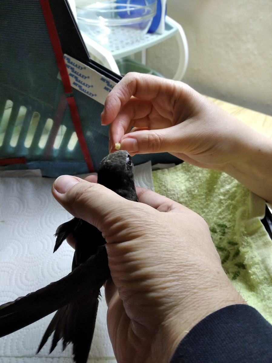 Жиберу удобно сидеть в руке и аккуратно клевать насекомых из пальцев