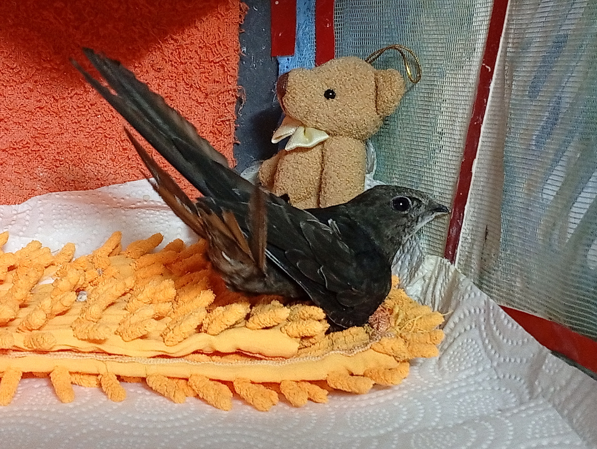 это я и мой друг медведь, мы вместе живем в домике)