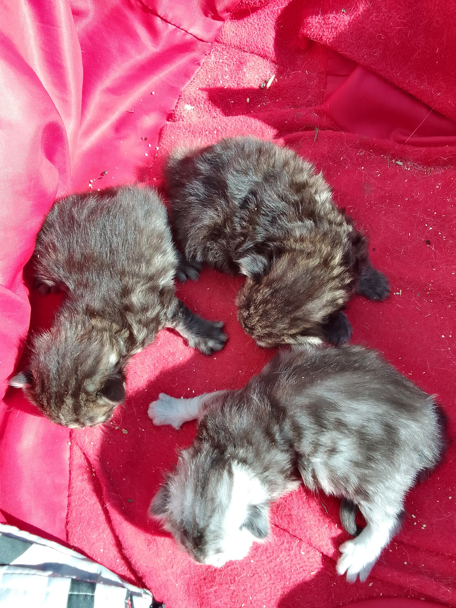 Первые фото, вынесли на солнышко.