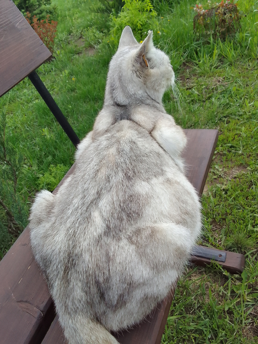 Беременная кошка уже у нас