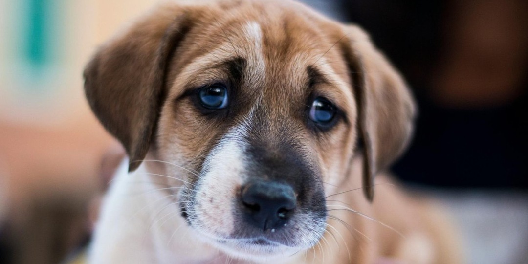 Как собаки просят нас о помощи: 7 сигналов, которые мы часто не замечаем