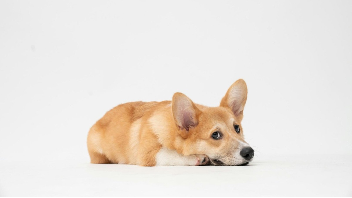    Иногда взгляд — это крик души. Не оставляйте его без ответа.