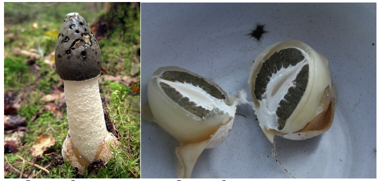       Вёселка обыкновенная                                         Вёселка обыкновенная в стадии яйца 