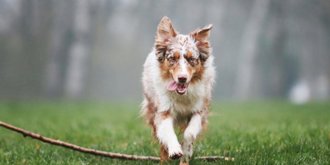 10 «нельзя» для хозяина собаки: ошибки, которые мешают дружбе