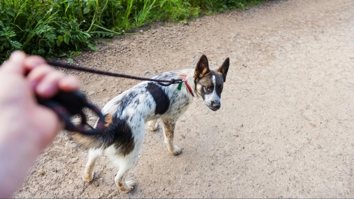    Рывки травмируют тело и психику. Дайте щенку научиться в его ритме.