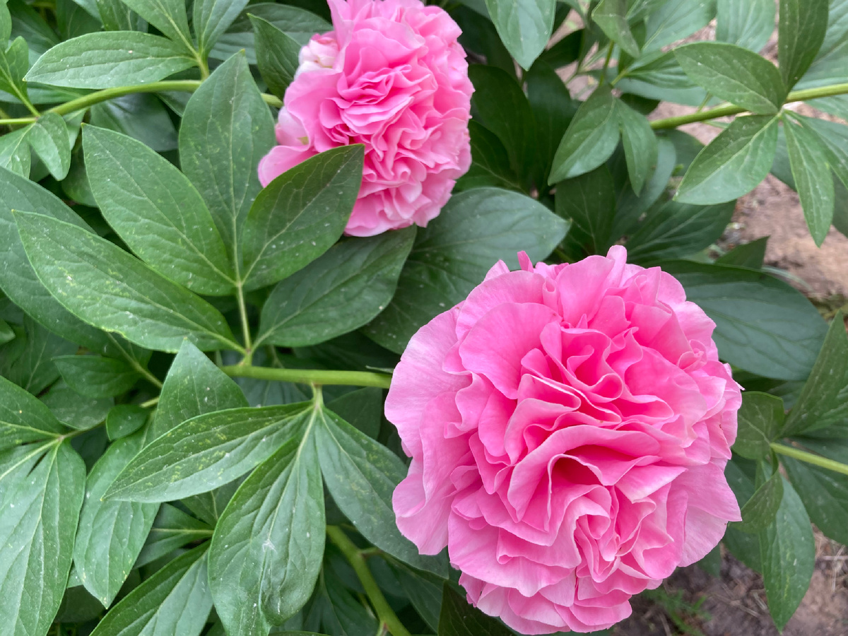 Пион CARNATION BOUQUET, июнь 2025