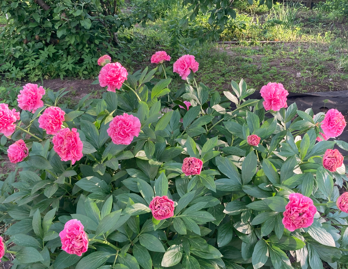 Пион CARNATION BOUQUET, июнь 2025