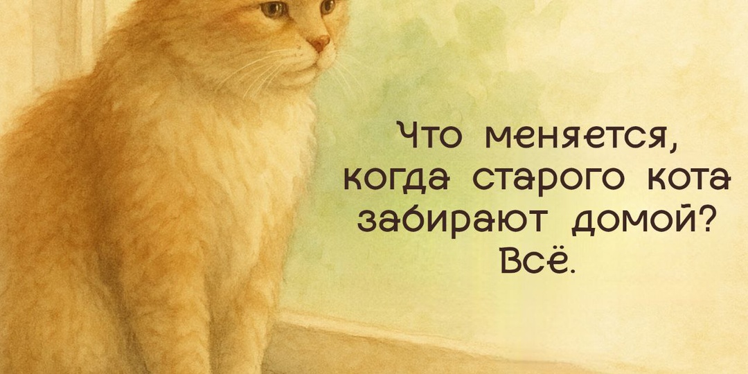 Почему люди боятся брать старых животных🤔