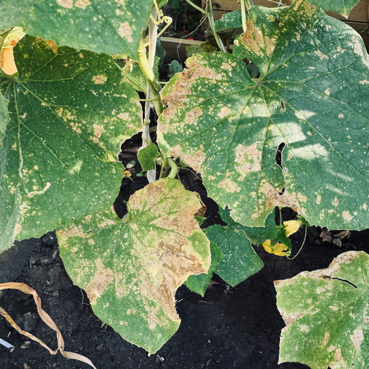 Пожелтевшие листья огурцов