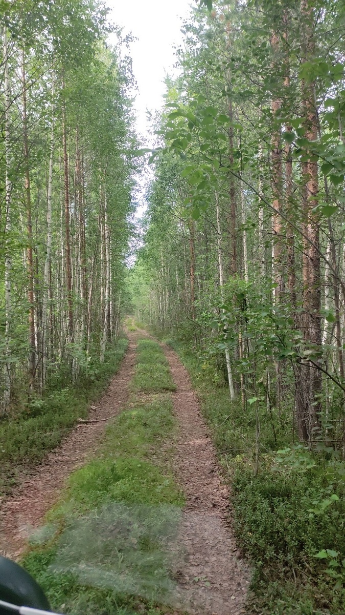 Это не совсем та дорога, позже за грибами мотались, сфоткала ту, что поближе к цивилизации.