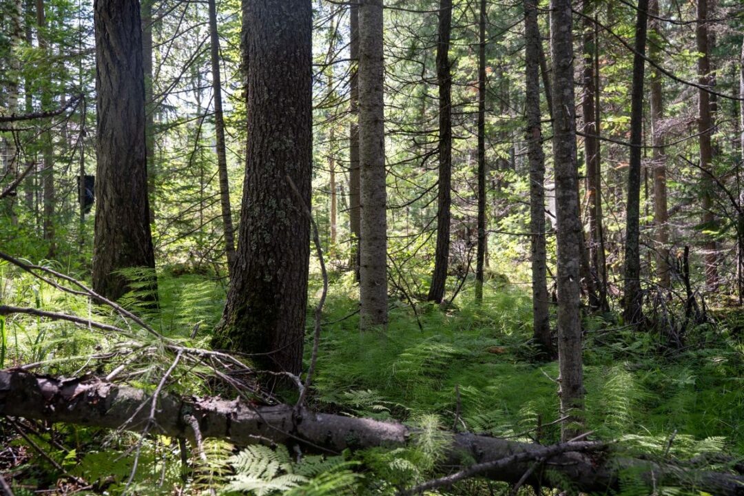 Фото: Александр Плонский 