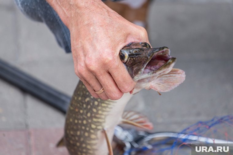 До некоторых водоемов придется добираться на вездеходах или квадроциклах
Фото: Илья Московец © URA.RU