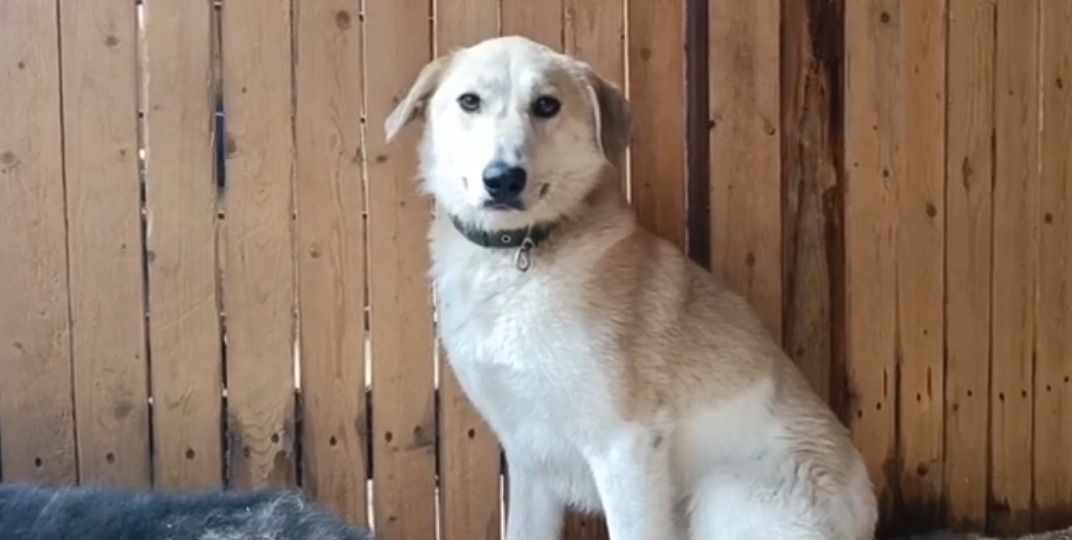 Мила: Хрупкая душа, ищущая свою семью