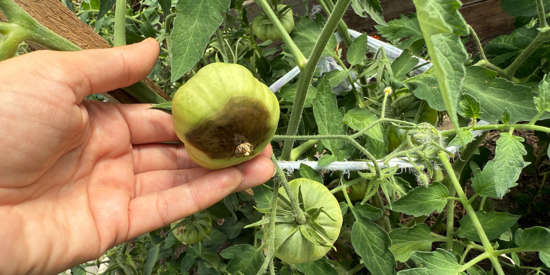 Лью 1 стакан от вершинной гнили и от фитофторы, мгновенный результат. Единственное рабочее средство