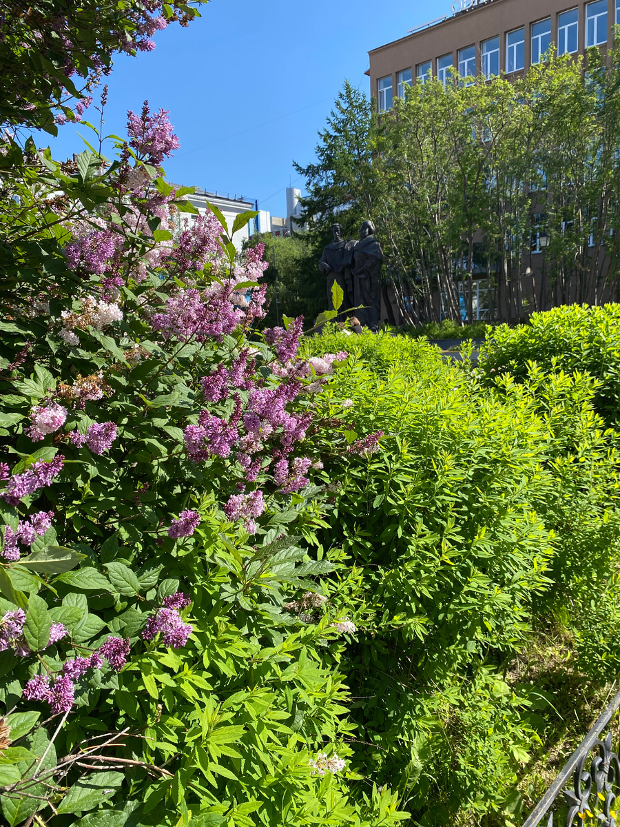 Сирень на площади Первоучителей у областной научной библиотеки