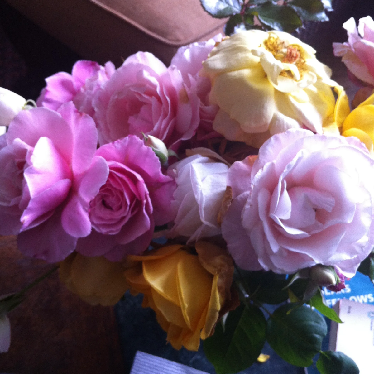 Розы из моего сада (фото автора)