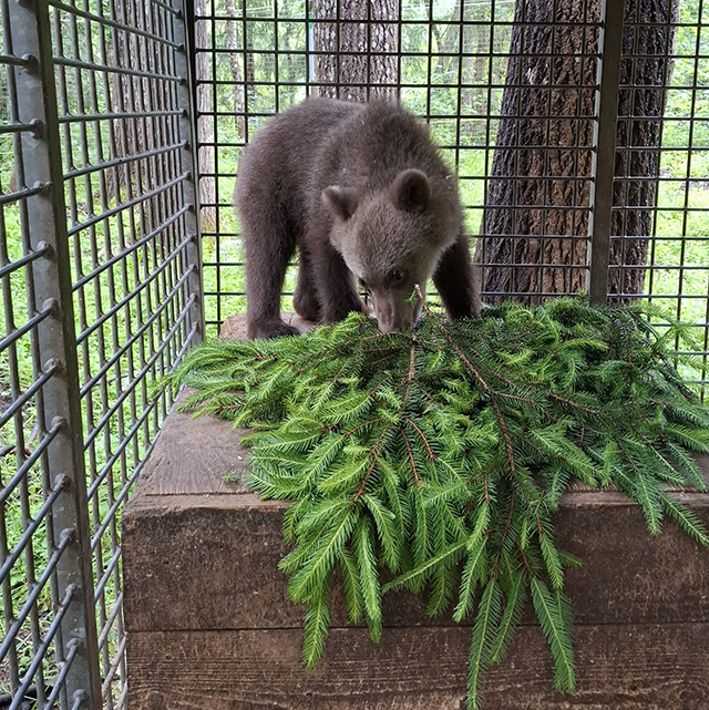 Пермскому медвежонку в новом тверском доме наконец-то дали имя