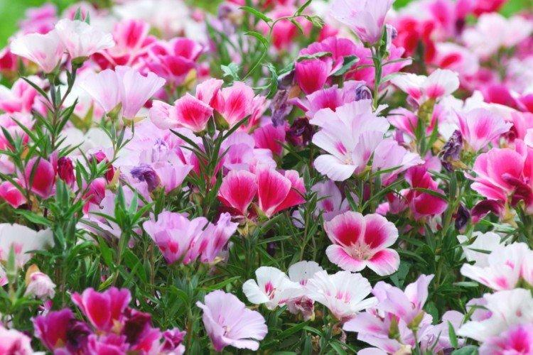 Цветы, 5+, которые можно посеять в июле и радоваться в сентябре: космея, календула и не только