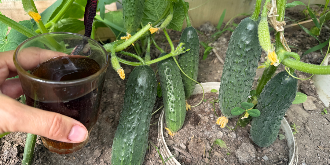 За ночь огурцов нарастает немеряно, даже хилые кустики оживают и обильно плодоносят. Сразу 10 лучших подкормок