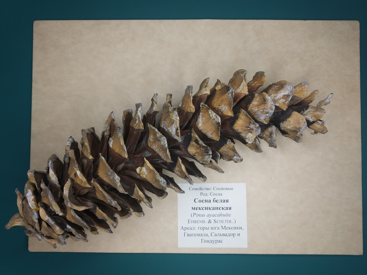Буду потихоньку выкладывать свой гербарий-шишкарий голосеменных растений.
Ищу интересные площадки для выставки. Если есть идеи, пишите в личку. Возможно проведение в других городах. Условия оговариваются ))