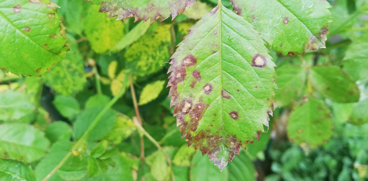 Заболевание ЧП на розе.