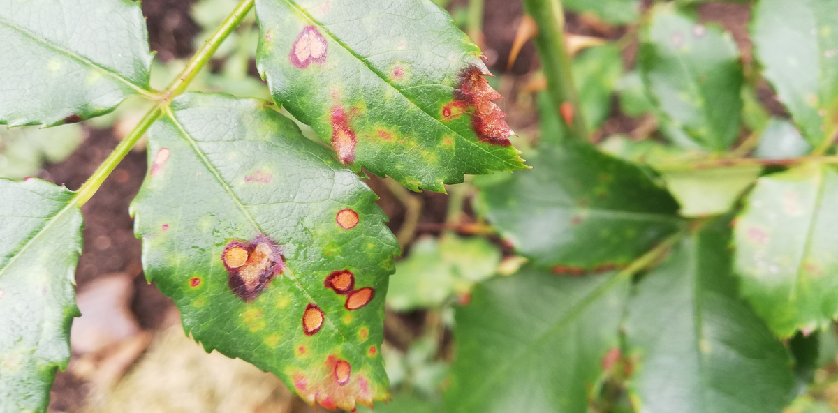 Черная пятнистость