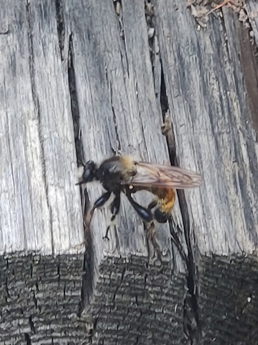 Тапкофото автора 