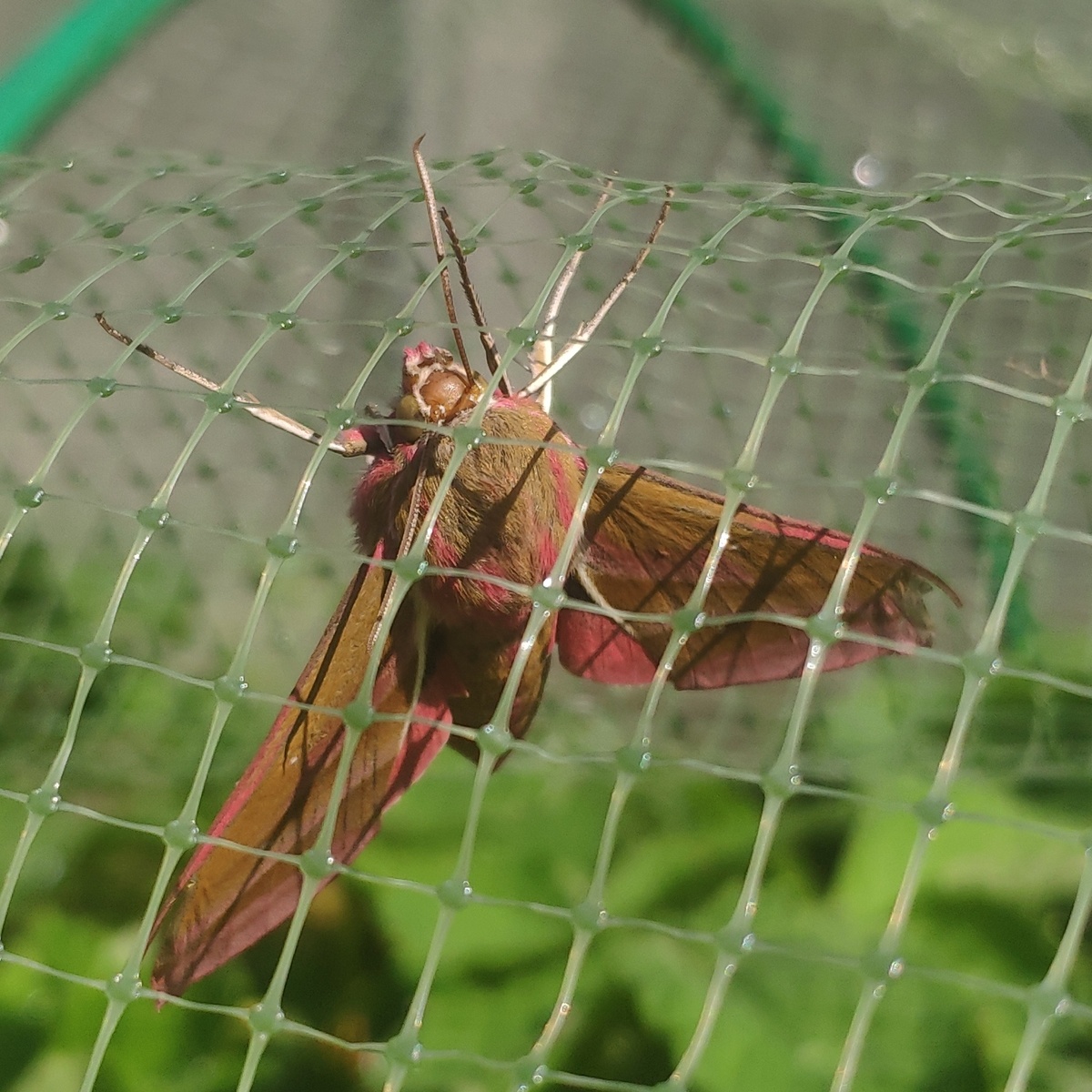 Тапкофото автора 