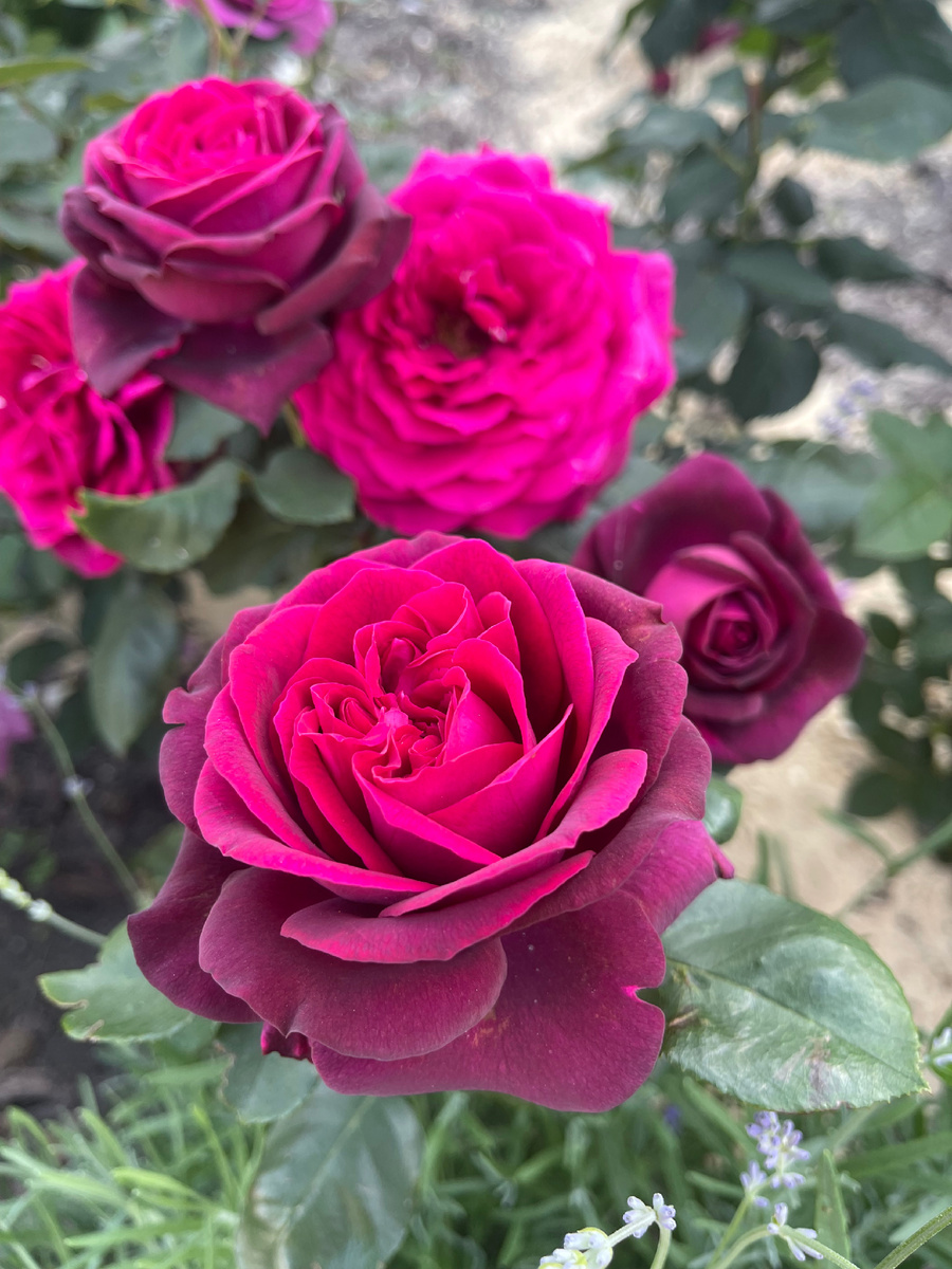 Чг Графиня Диана