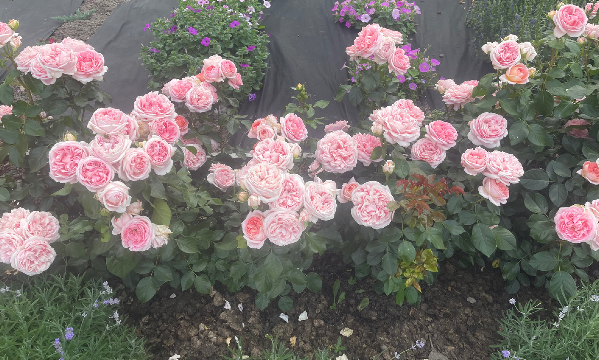 Чг Афродита