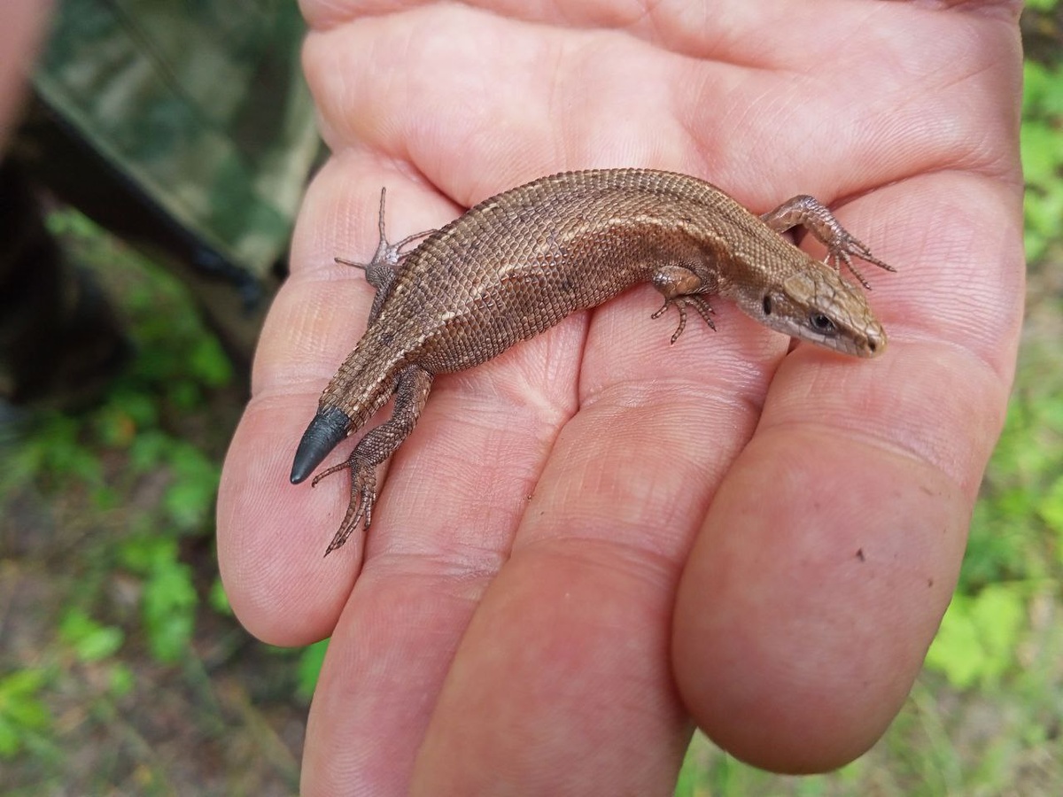 Живородящая ящерица Zootoca vivipara, самка. Фото О.А. Косенко