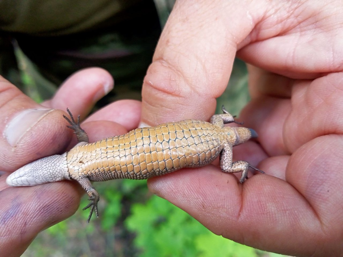 Живородящая ящерица Zootoca vivipara, самка. Вид с боюшной стороны. Фото О.А. Косенко