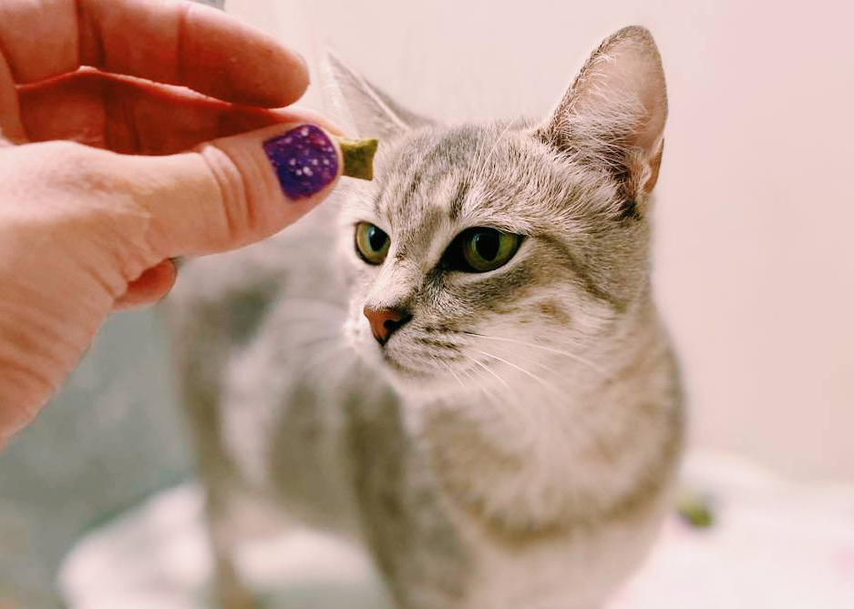 Эльза — молодая и здоровая кошка с хорошим сложившимся характером. Её можно укотовить — для этого можно написать нам в комментарии, и мы расскажем про дальнейшие шаги. / Фото: Котики МЭЛЗ