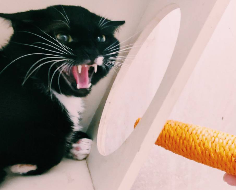 На этом фото Черныш совсем не рад прикосновениям игрушки-морковки. Но дайте ему время: он себя ещё покажет! / Фото: Котики МЭЛЗ