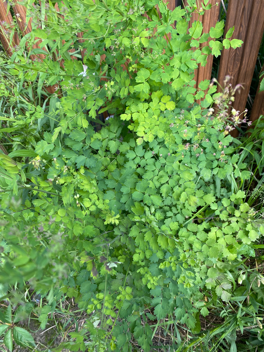 Василистник видовой, фото автора