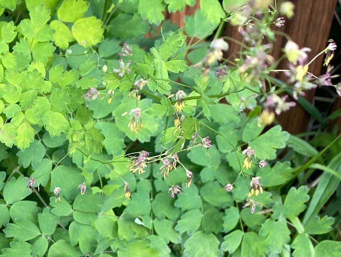 Цветы видового василистника, фото автора