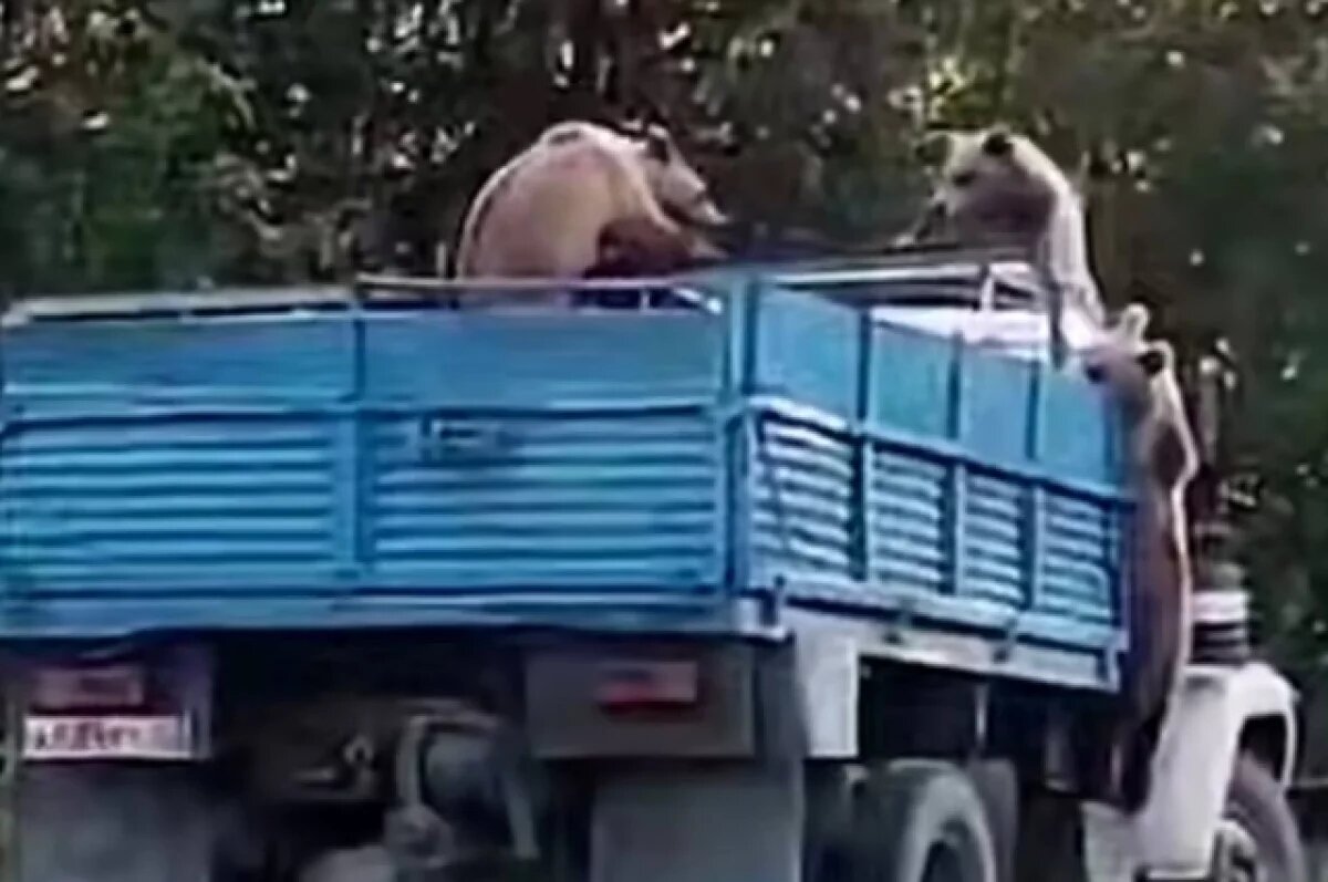    В Башкирии трое медведей завладели грузовиком