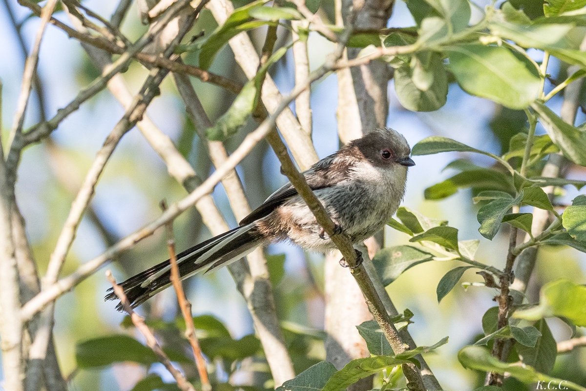 Длиннохвостая синица (ополовник), фото автора
