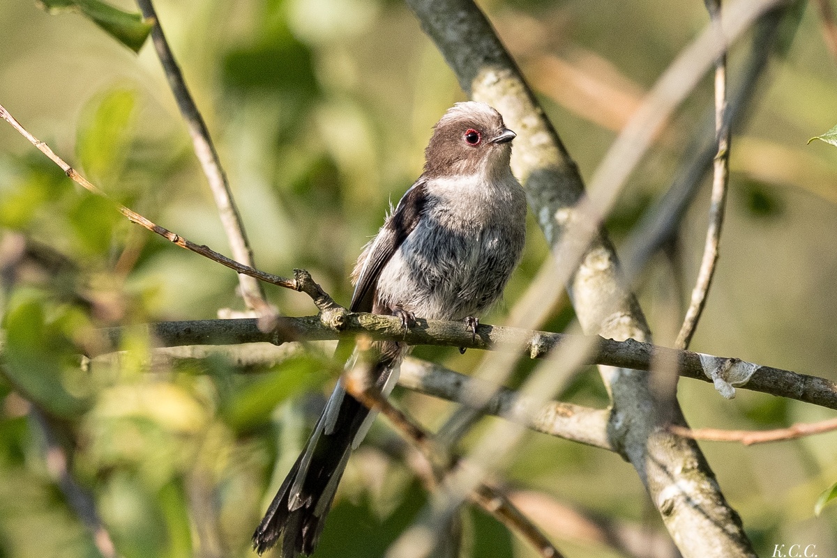 Длиннохвостая синица (ополовник), фото автора