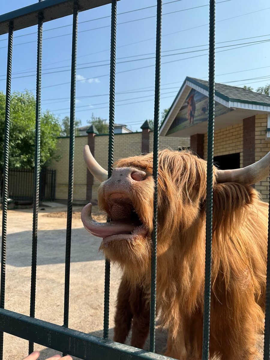 Шотландская корова