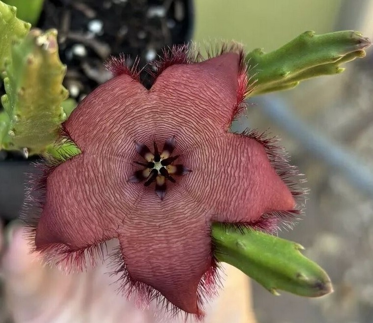 Stapelia bergeriana или Стапелия Бергера