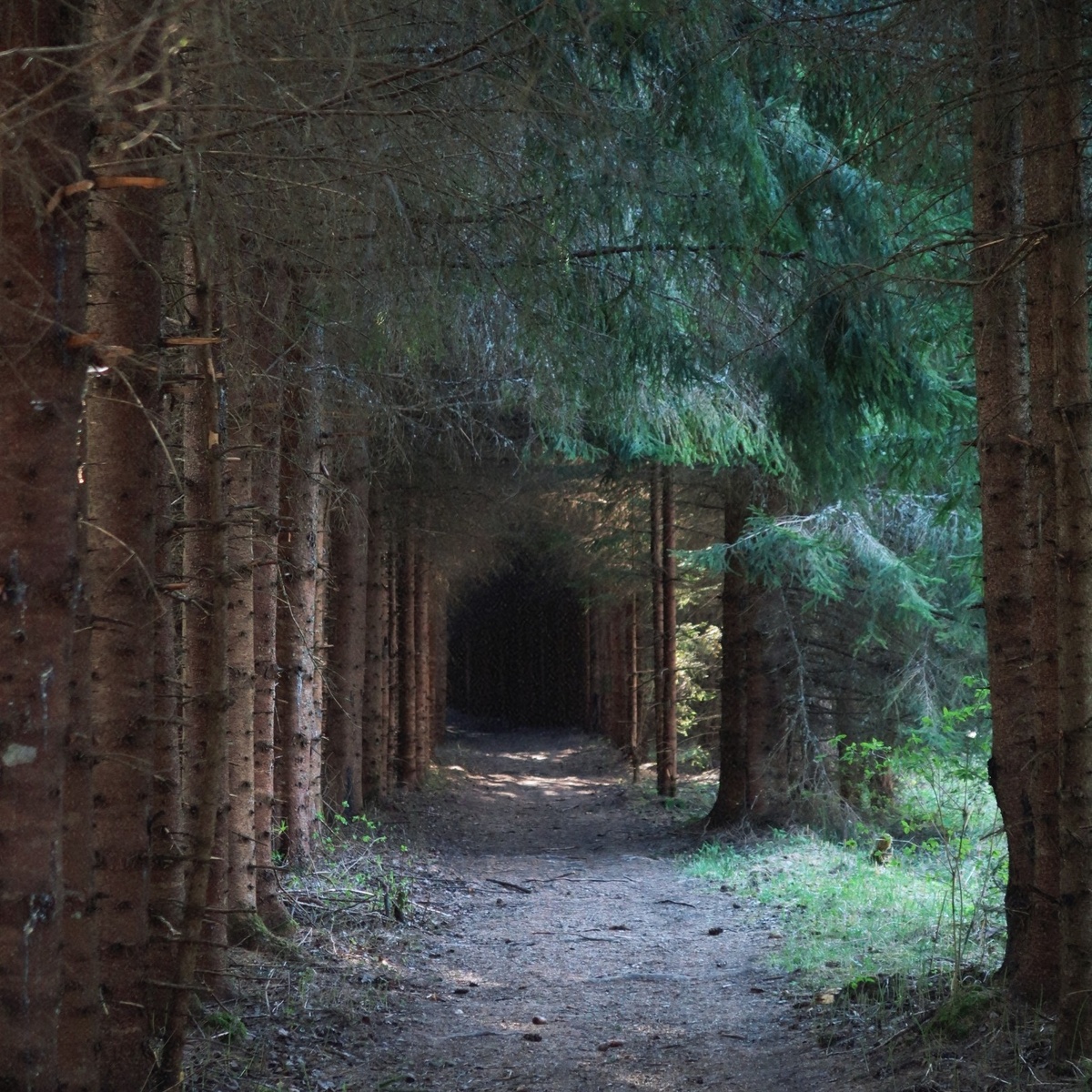 Еловая аллея вдоль реки Оредеж, личный фотоархив 